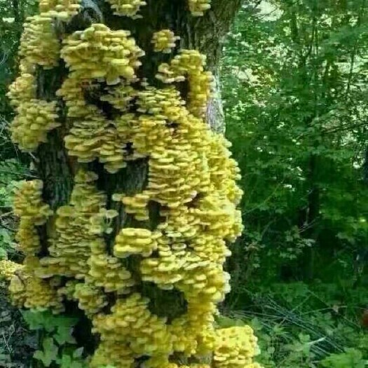 巴彦县蘑菇 纯野生榆黄蘑干品