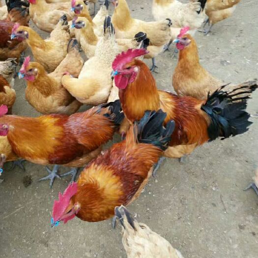 重庆市土鸡苗 乌皮红冠 （红冠乌皮土三）