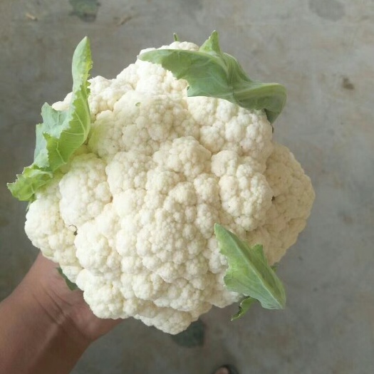 开封雪玉菜花 紧密 2~3斤 乳白色 ！一把抓！货源充足！