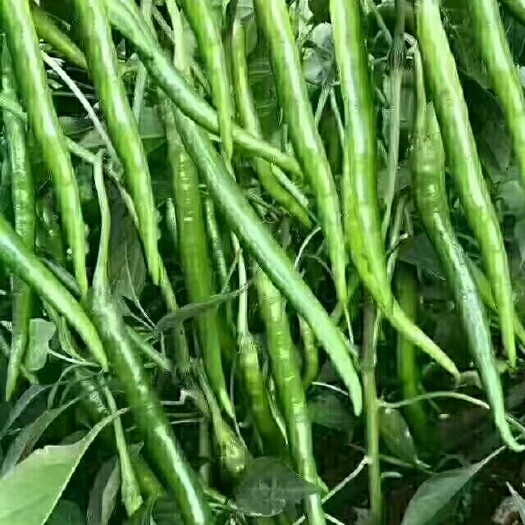 忻州L3线椒 20cm以上 靑色 中辣