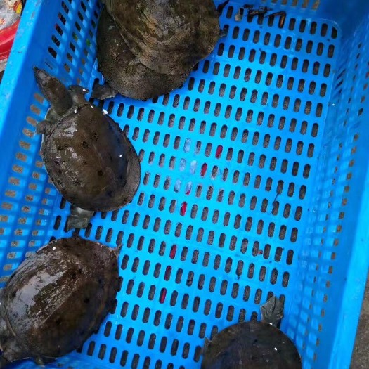 佛山中华鳖苗 