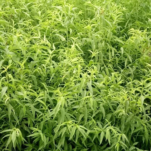 泰安桃树苗 1~1.5米