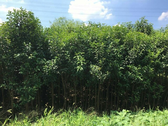 海宁市大叶冬青