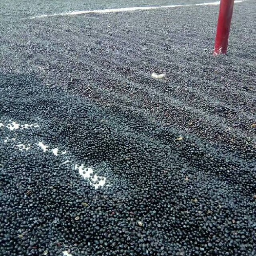 菏泽牡丹籽