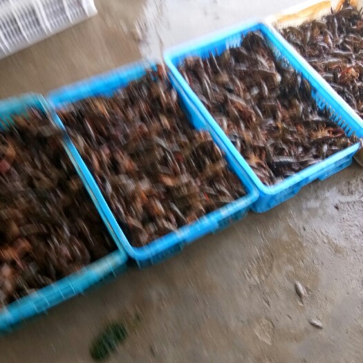 沭阳县 本厂常年供应小龙虾，质优价廉欢迎光临选购