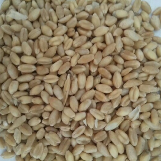 白麦