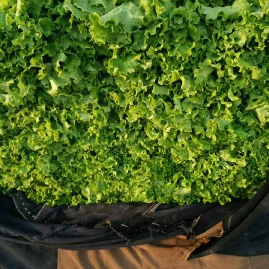 河北邯郸数十万亩生菜基地实力代办，常年代购，代销，代发各种