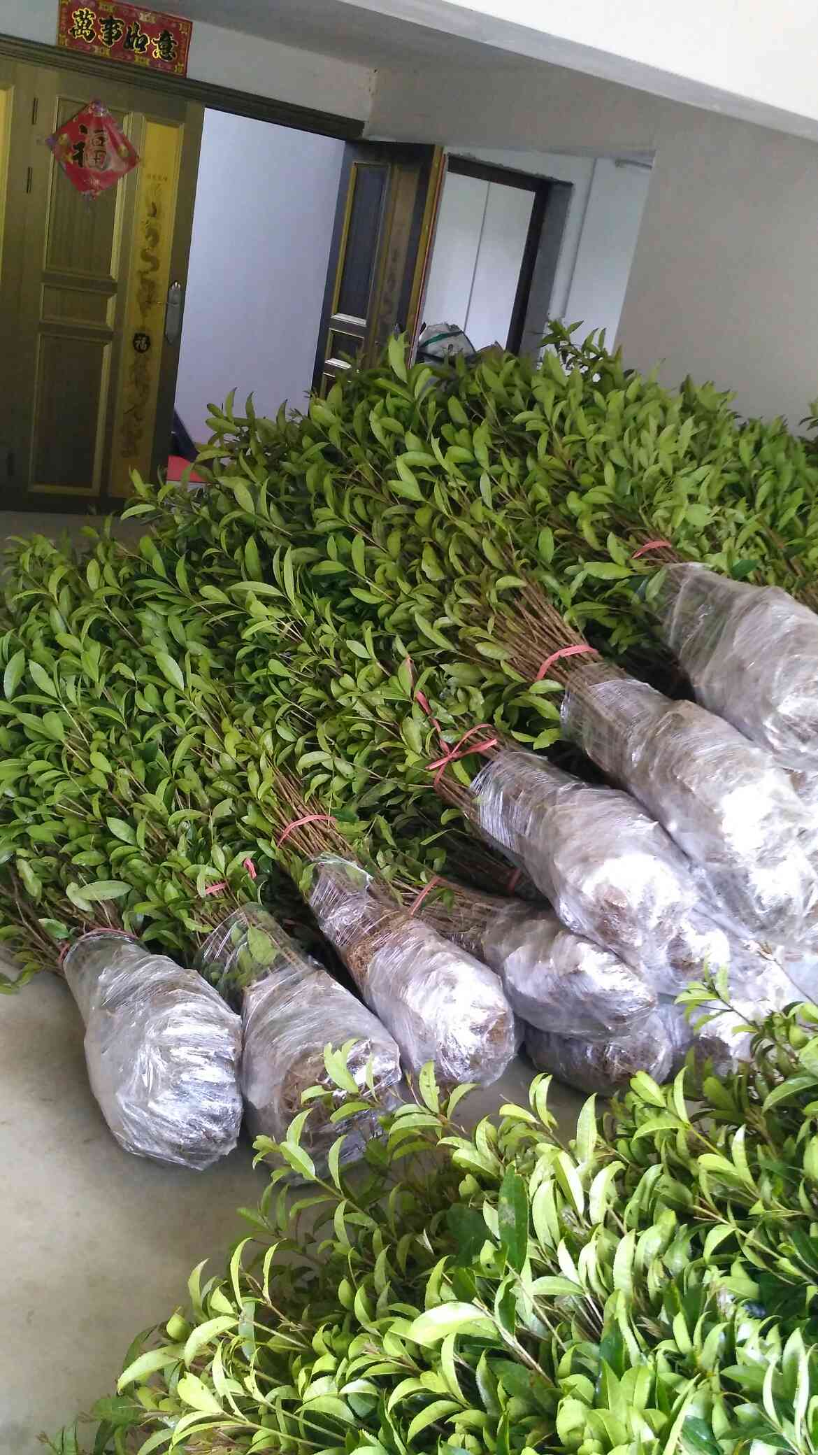 咸宁自产自销各规格桂花树金桂八月桂桂花树苗