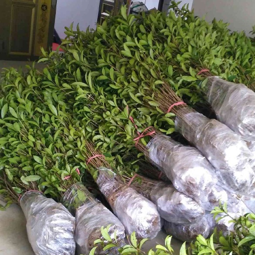 咸宁自产自销各规格桂花树金桂八月桂桂花树苗