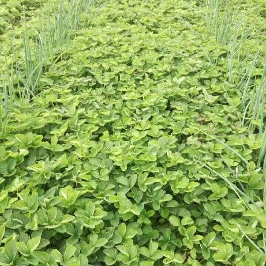 泰安红颜丰香草莓苗 地栽苗 20~30公分 