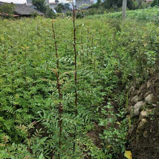 冕宁县九叶青花椒苗 