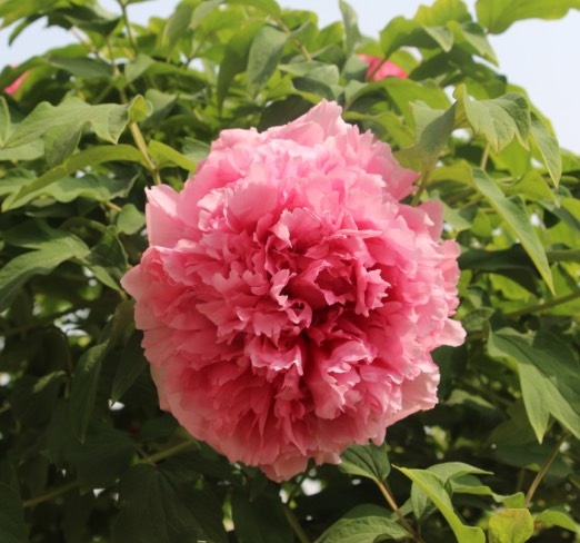 菏泽鲁荷红 2cm以下 4cm以下 0.5米以下