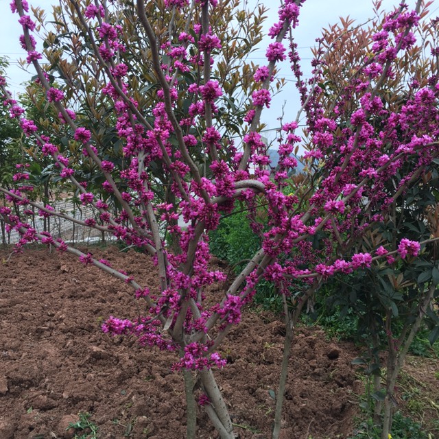 红花紫荆  四川园林绿化苗紫荆树苗围栏花卉树苗庭院盆景花卉