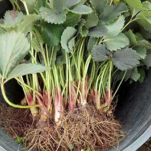 泰安全明星草莓苗 地栽苗 10~20公分