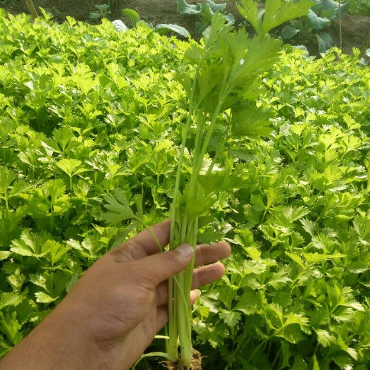 砀山县法国皇后芹菜种子 芹菜苗