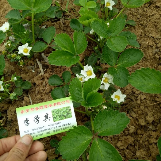 泰安拉松6号草莓苗 地栽苗 20~30公分