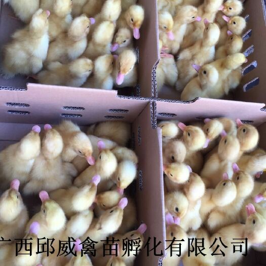 南宁樱桃谷肉鸭苗