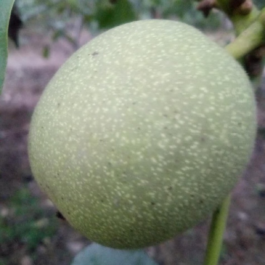 大荔县青皮核桃 