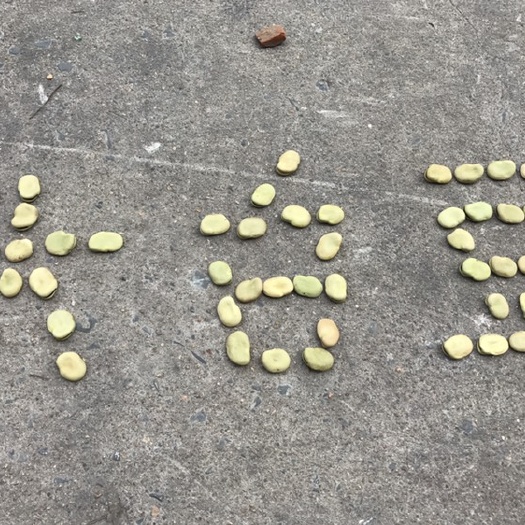 南通大白蚕豆