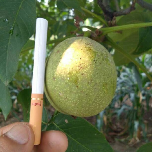 三台县青皮核桃 30mm以上 袋装 青皮