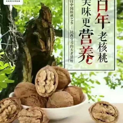 宜君县老树核桃