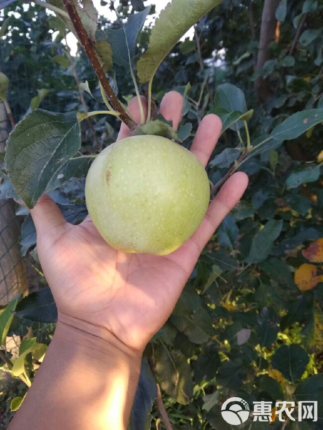  秦观抢青苹果