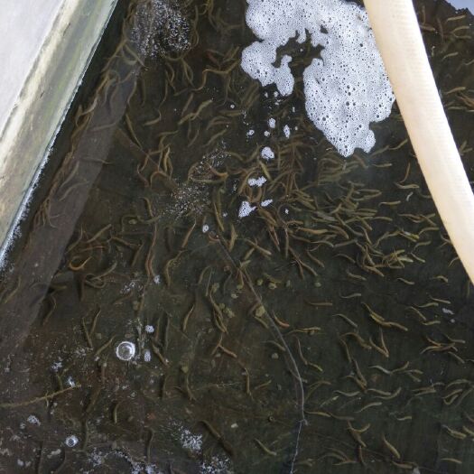富顺县泥鳅苗 