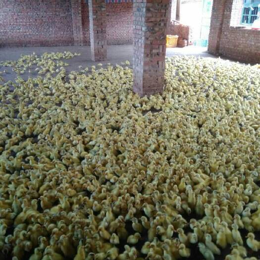 衡南县青壳二号蛋鸭苗 