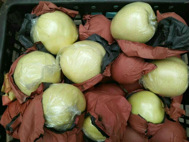 沂水县黄金梨 300-350g 85mm以上