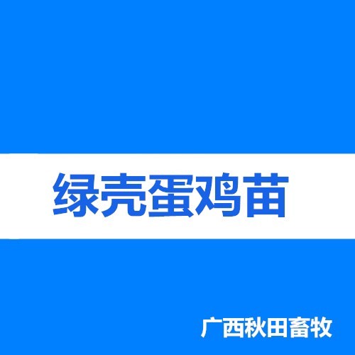 南宁绿壳鸡苗 母