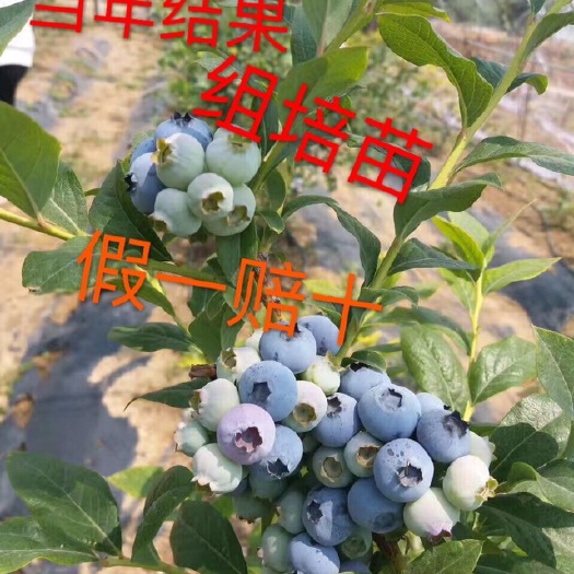 泰安蓝宝石蓝莓苗 脱毒组培苗，无病害