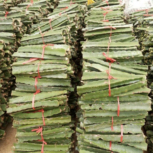 南宁红皮红肉火龙果苗  一次合作终身售后