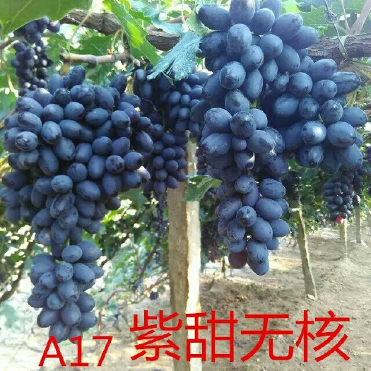 卢龙县紫甜无核葡萄苗