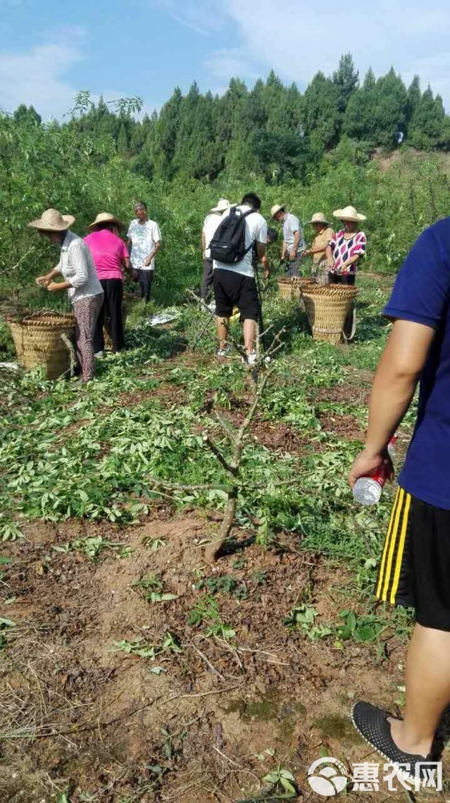 青花椒 鲜花椒 特级 