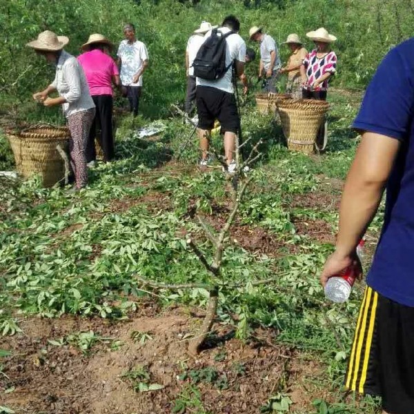 青花椒 鲜花椒 特级 