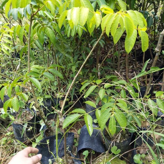 灵山县黄橄榄
