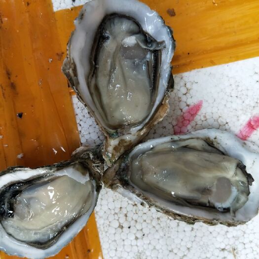 广州湛江牡蛎 正宗湛江蚝批发，口感美味，爽口脆甜