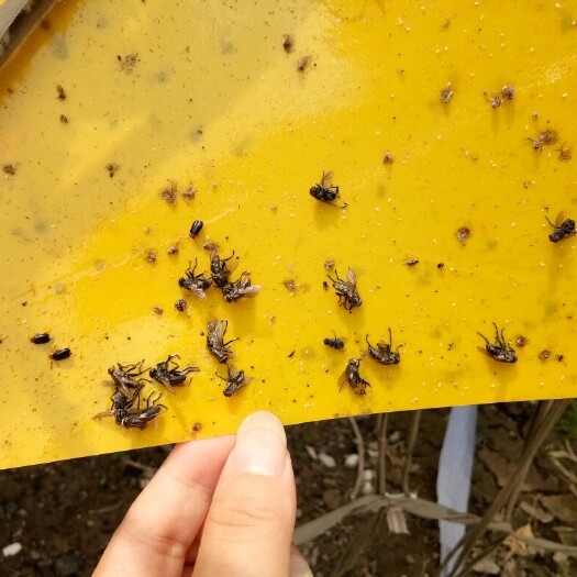 水果保鮮機(jī) 粘蟲板誘蟲板雙面防水防曬誘殺潛葉蠅薊馬小黑飛