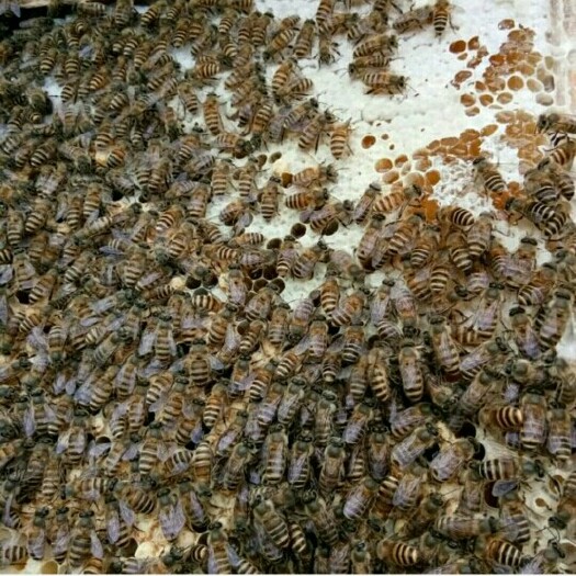 和政县土蜂蜜 盒装 98% 2年以上 