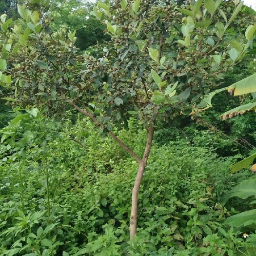 灵山县桃金娘苗 0.5~1米 