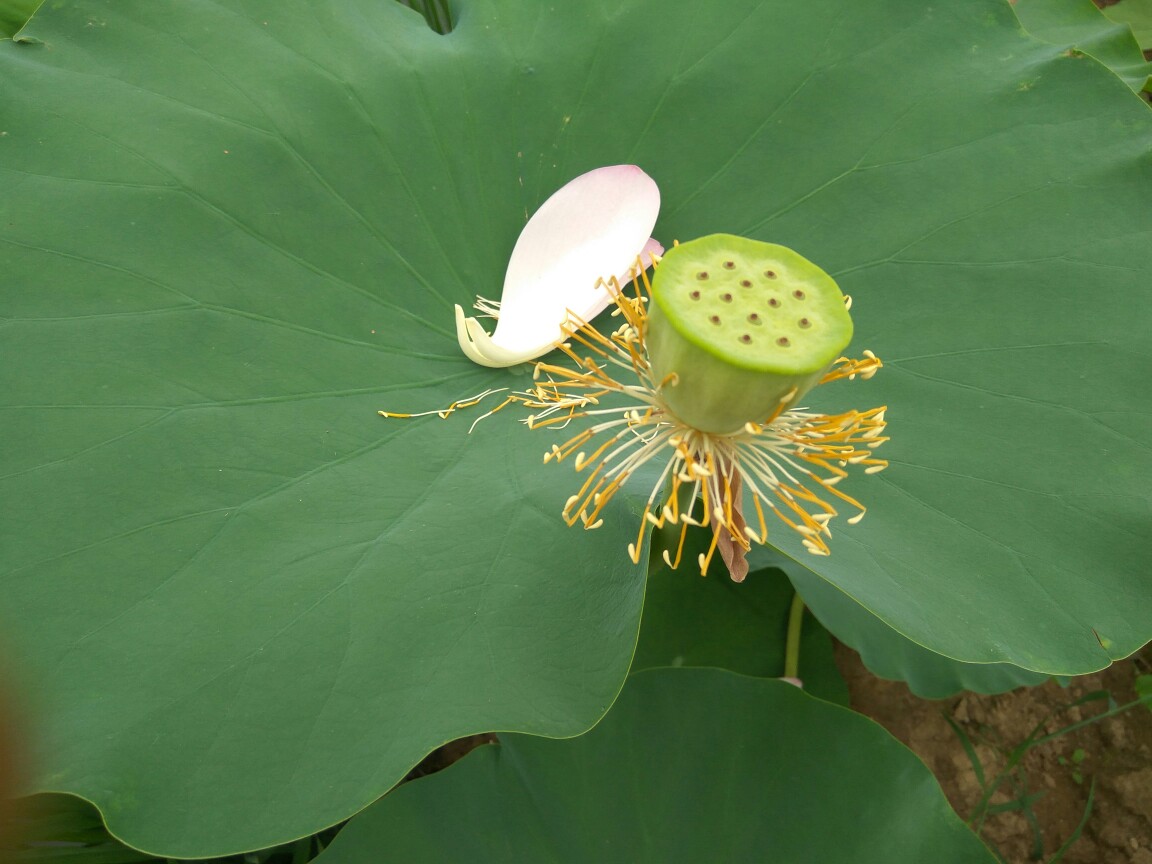 巨无霸藕种 大飘花藕种