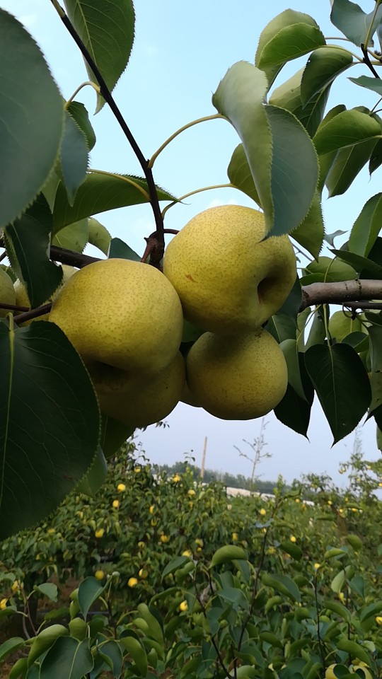 碭山酥梨 150-200g 65mm以上