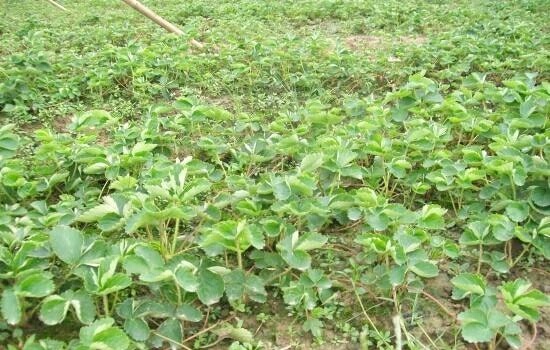 泰安甜查理草莓苗 地栽苗 10~20公分 