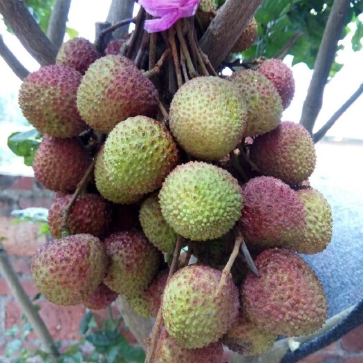 灵山县妃子笑荔枝苗
