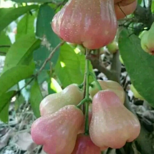 黑金刚莲雾苗 