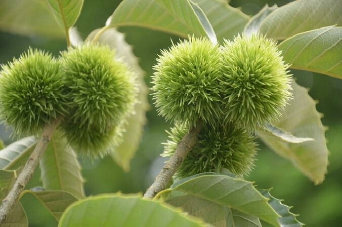 泰安泰山板栗苗 嫁接苗 0.5~1米