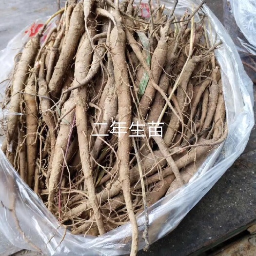 亳州赤芍种苗