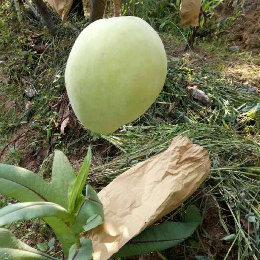 凯特芒 8两以上