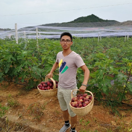 鄱阳县波姬红无花果苗  波姬红