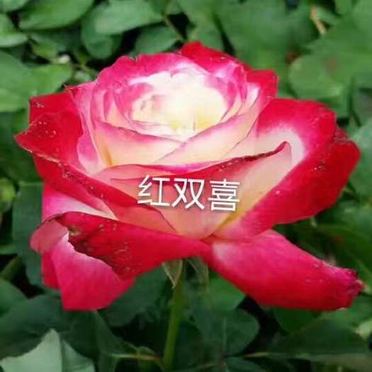  大花香水月季香水玫瑰红双喜观赏玫瑰浓香型